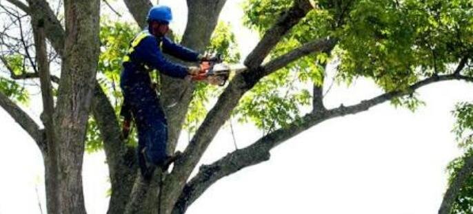 NO SE REQUIEREN PERMISOS PARA PODA DE ÁRBOLES: SERVICIOS PÚBLICOS - La